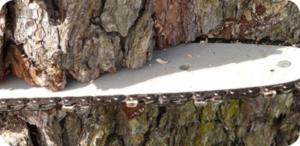 Zašto motorna testera seče ukrivo?